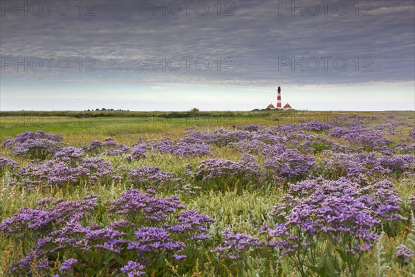 Sea-lavender in flower and lighthouse Westerheversand at Westerhever