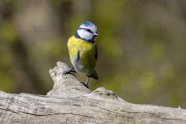 Blue Tit