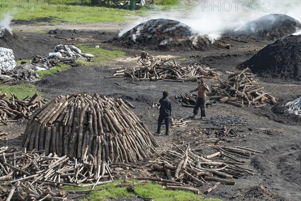 Charcoal burners during charcoal extraction