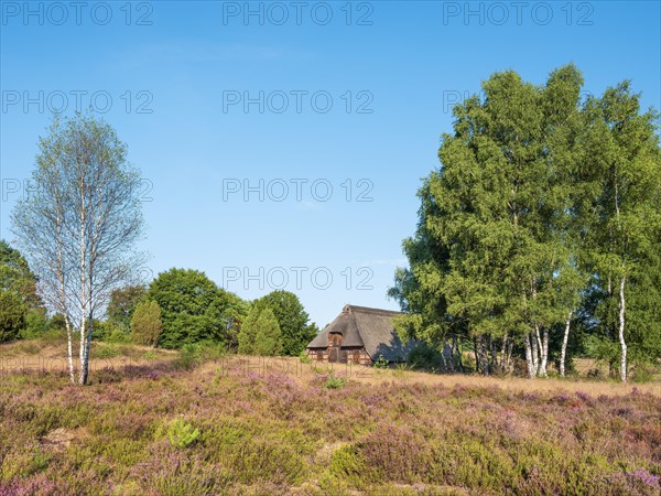 Typical heath landscape with flowering heather