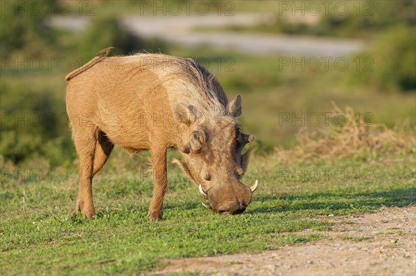 Common warthog