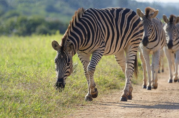 Burchell's zebras