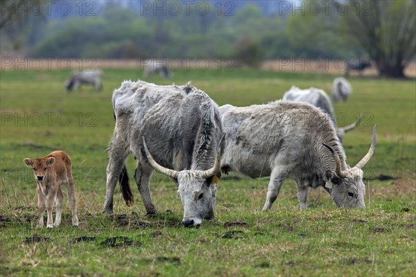 Hungarian Grey Cattle