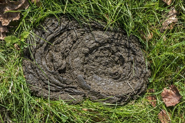 Cow dung