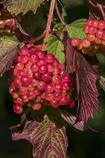 Guelder rose