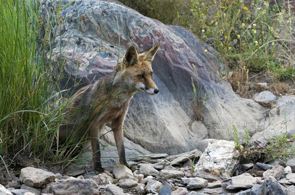 Red fox