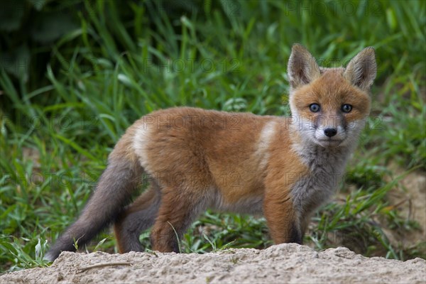 Cute red fox