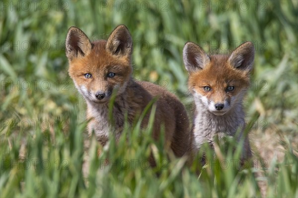 Young red foxes