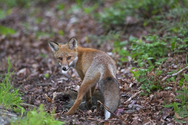 Young red fox