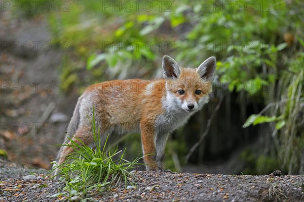 Young red fox