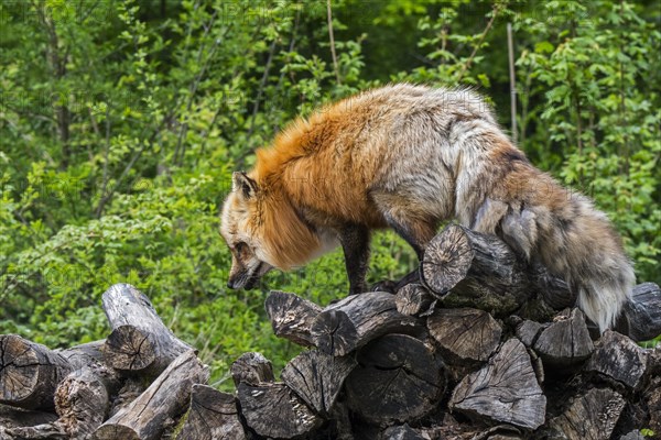 Red fox