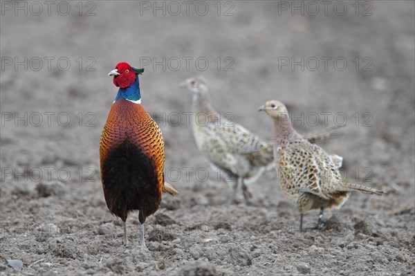 Common pheasant