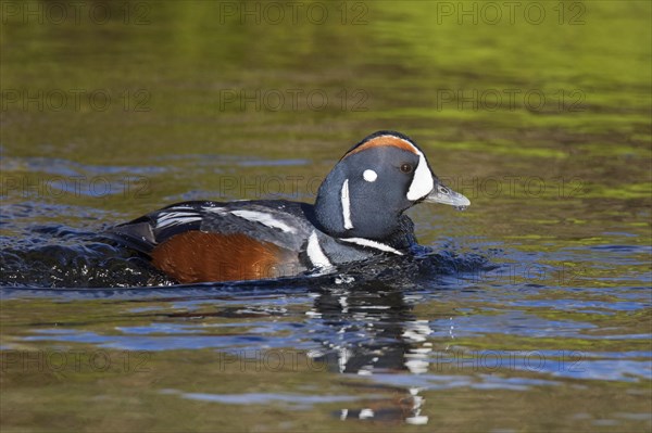 Harlequin duck