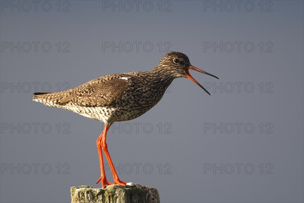 Common Redshank