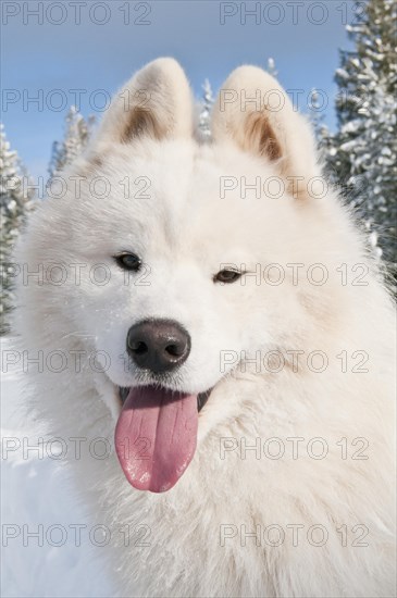 Samoyed dog