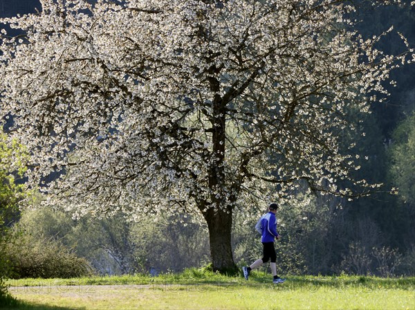 Jogger in front of a blossoming cherry tree
