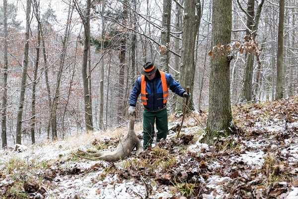 Driven hunt in Schoenbuch nature park Park