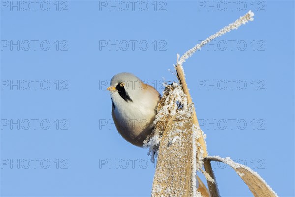 Bearded reedling