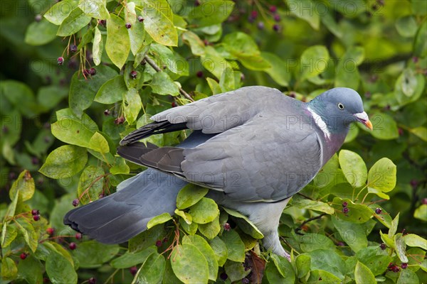 Common wood pigeon