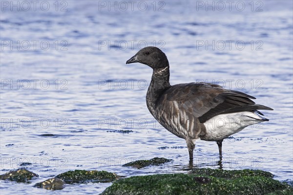 Brant goose