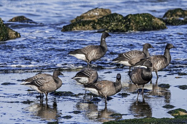 Brant goose