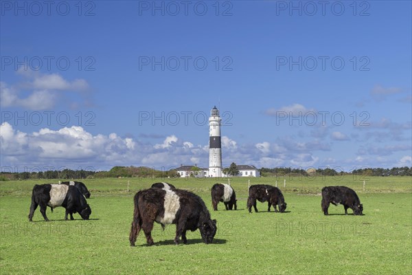 Belted Galloways and the Kampen Lighthouse on the North Frisian island of Sylt