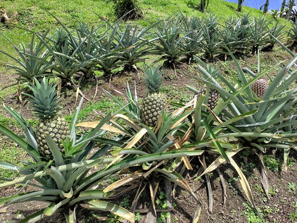 Arenal Volcano National Park