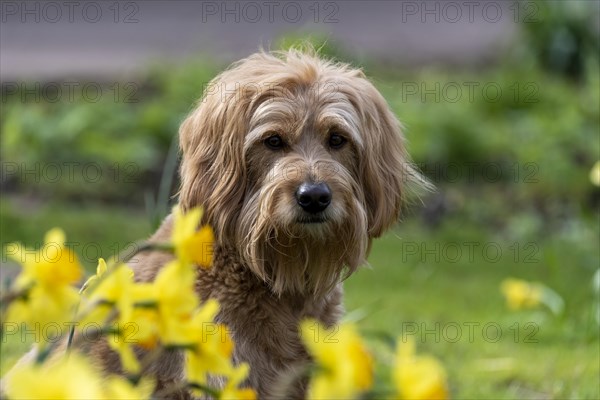 Mini Goldendoodle behind daffodils
