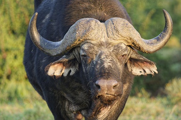 Cape buffalo