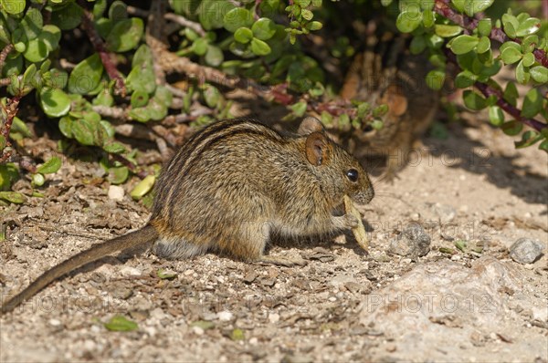 Four-striped grass mouse