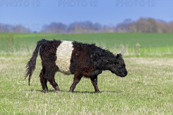 Belted Galloway