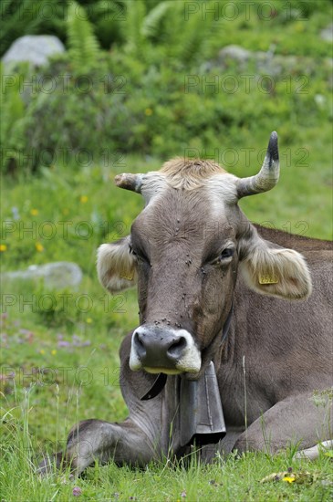 Portrait of brown Alpine cow