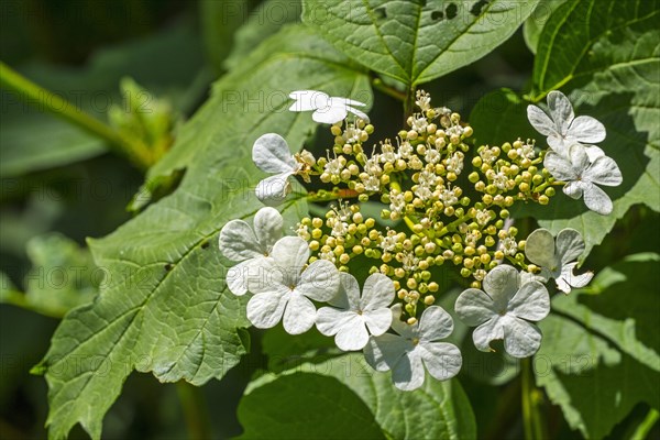 Guelder-rose