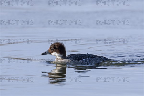 Smew