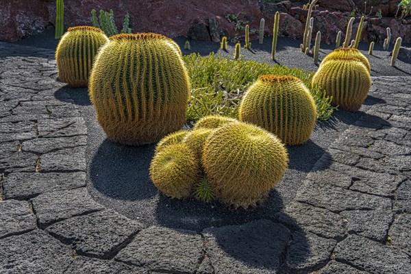 Golden ball cacti