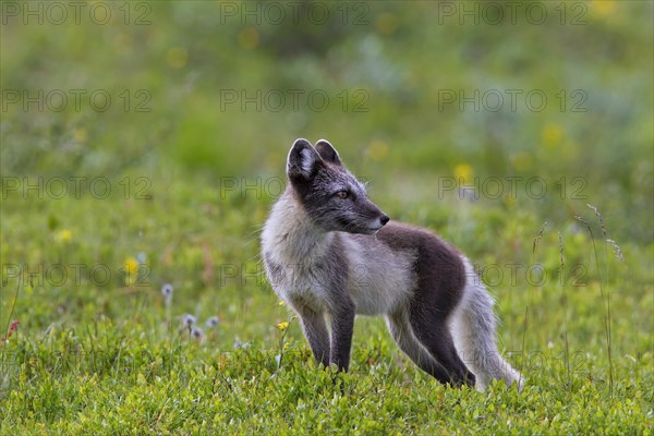 Arctic fox