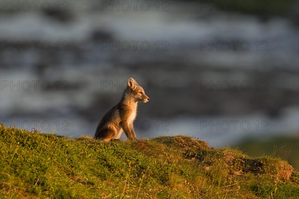 Arctic fox