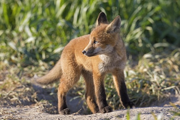 Young red fox