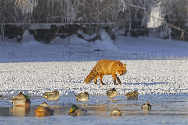 Solitary red fox