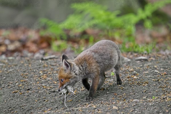 Young red fox