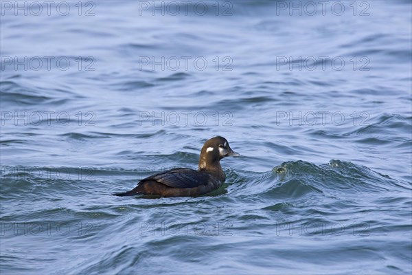 Harlequin duck