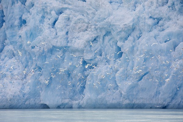 Kittiwakes flying in front of Smeerenburgbreen