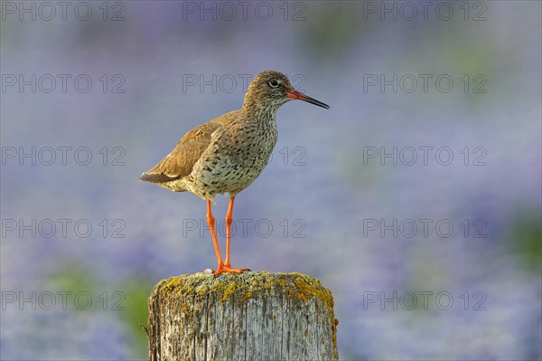 Common redshank