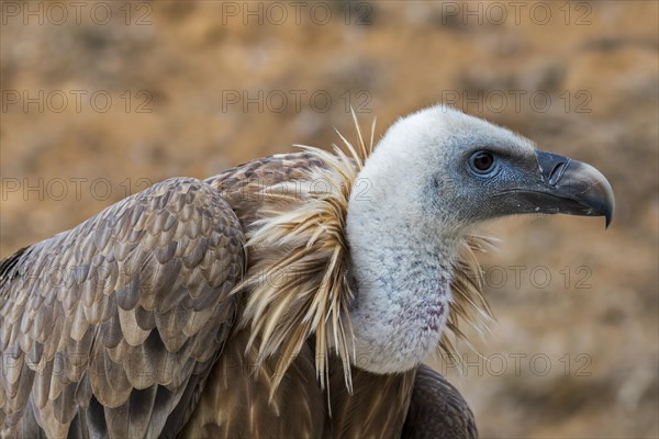 Griffon vulture