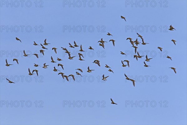 European golden plovers