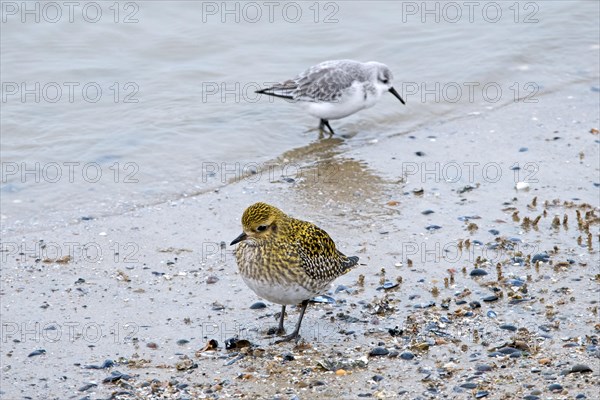 European golden plover