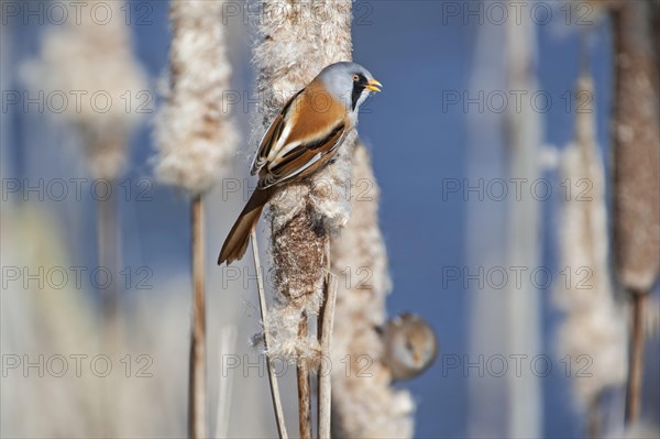 Bearded Reedling