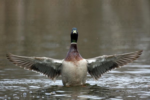 Mallard