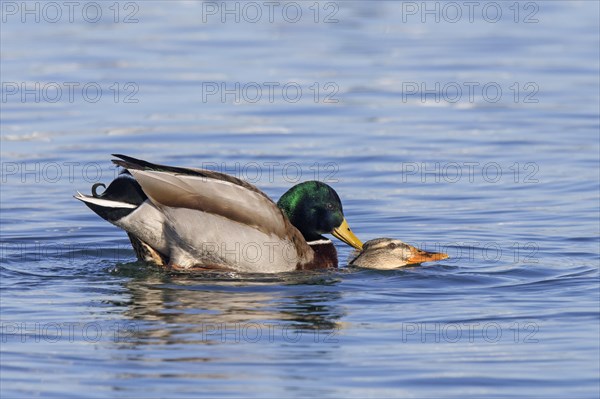 Mallard