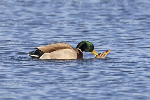 Mallard